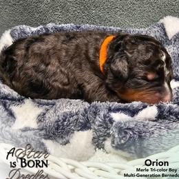 Orange Collar - Blue merle male Bernedoodle puppy in Jackson, Michigan from A Star is Born Doodles