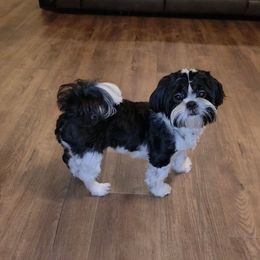 Benji AKC Champion Bloodline - Black and white male Shih Tzu puppy in Kings Mountain, North Carolina from Britany's Shih Tzus