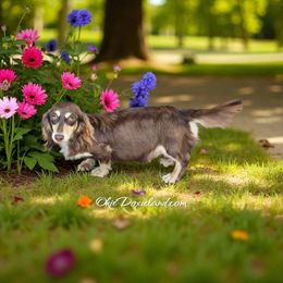 Clover - Dachshund