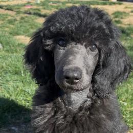 Rumor - Blue female Poodle puppy in Hesperia, California from HD Poodles