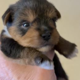 Willie - Blue and gold male Yorkshire Terrier puppy in Brandenburg, Kentucky from Lil Amazing Paws Yorkshire Terriers