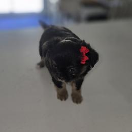 Chihuahua puppies from Cutie Pie Chihuahua's