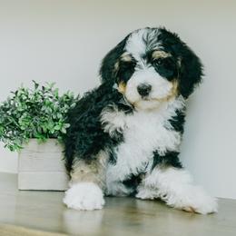 Boy 2 - Tri-color male Bernedoodle puppy in Spanish Fork, Utah from K Brand Doodles