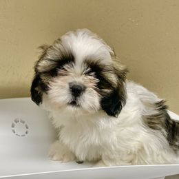 Shih Tzu Puppies from Willow Lane Shih Tzus