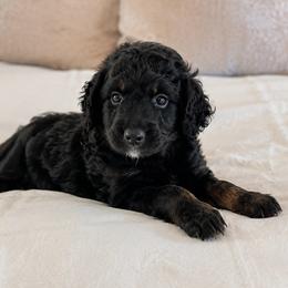Simon - Black tri-color male Aussiedoodle puppy in Inman, South Carolina from Dark Corner Doodles
