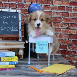 Oscar - Red male Pembroke Welsh Corgi puppy in Pollock, Missouri from Northstar
