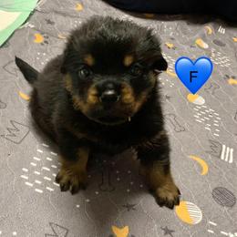 Blue collar girl - Black and mahogany female Rottweiler puppy in Cleveland, Tennessee from Thomas Rotts