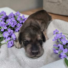 Tanner - Cream male Dachshund puppy in Oklahoma City, Oklahoma from OkieDoxieland Dachshunds