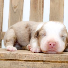 Glow - Red merle female Miniature Australian Shepherd puppy in Foxworth, Mississippi from Ten Mile Aussies
