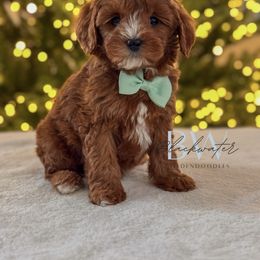 Clover - Red  male Goldendoodle puppy in Amarillo, Texas from Blackwater Doodles