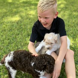 Goldendoodles and Poodles from Mesquite Kennels