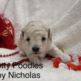 Nicholas - White male Poodle puppy in Vilonia, Arkansas from Donna’s Pretty Poodles