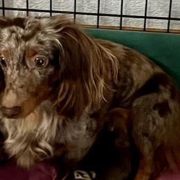 Chloee - Dachshund