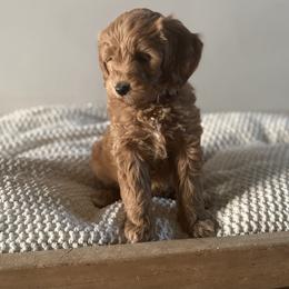 Bernedoodle, Goldendoodle, and Poodle Puppies from Central Valley Canine Companions