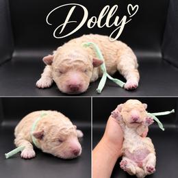 Dolly - Cream female Poodle puppy in Live Oak, Florida from Grams Poodle Babies