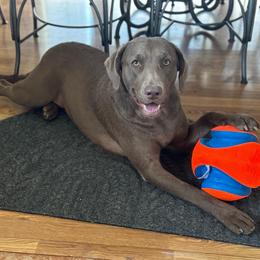 Ziba - Chesapeake Bay Retriever