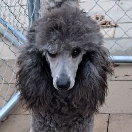 Camille - Poodle