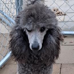 Camille - Poodle