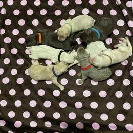 Labrador Retriever Puppies from North Trail Retrievers