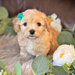 Ava - female Cavapoochon puppy in Waldron, Arkansas from Kay’s Cutie Poos