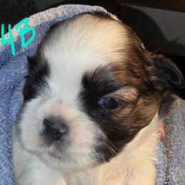 Boy 4 - Tricolor male Shih Tzu puppy in Buxton, Massachusetts from Shih Tzu Junction