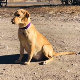 Fiona - Labrador Retriever