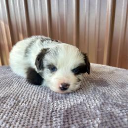 Mahomes - Blue merle male Miniature Australian Shepherd puppy in Edgar Springs, Missouri from Scott’s Aussies LLC
