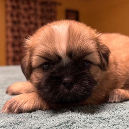 Girl 3 - Sable and white female Shih Tzu puppy in Mobile, Alabama from FluffyTail Shih Tzu