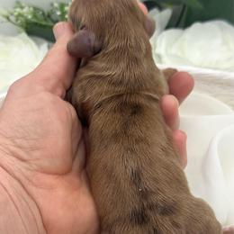 Gatlin - Dapple male Dachshund puppy in Exeter, California from Sawtooth Miniature Dachshunds