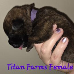 Girl 5 - female Cane Corso puppy in Yale, Michigan from Titan Farms