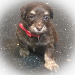 Red collar - Chocolate female Havapoo puppy in Medina, Ohio from Momma's Minis