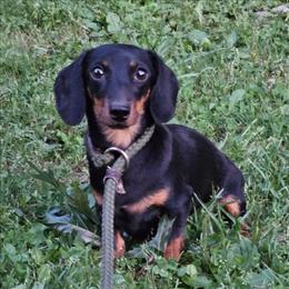 Brisk - Dachshund