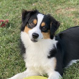 Honey - Miniature Australian Shepherd