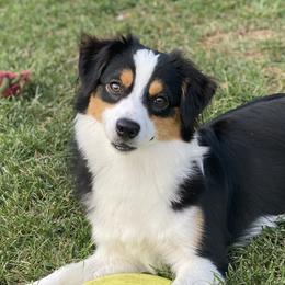 Honey - Miniature Australian Shepherd