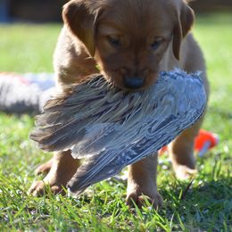 Golden Retriever Puppies from Earley Goldens