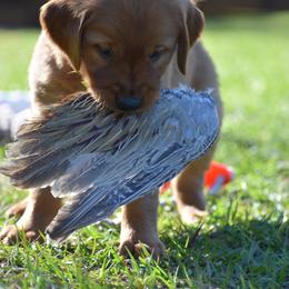 Golden Retriever Puppies from Earley Goldens