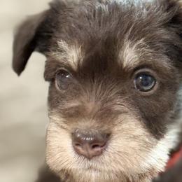 Miniature Schnauzers from Sadie