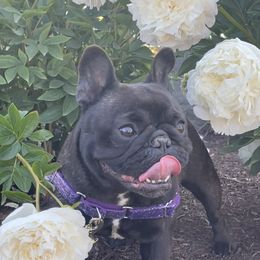 Twisted - French Bulldog