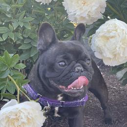Twisted - French Bulldog