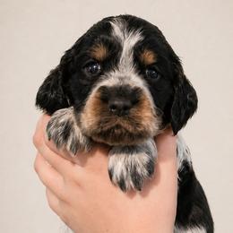 Riddler - Tri-Roan male English Springer Spaniel puppy in Fort White, Florida from Thunderbird Springers