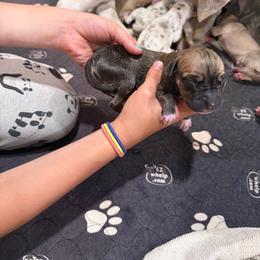 Light pink collar - Fawn female Great Dane puppy in Corsica, Pennsylvania from Ferguson Family Danes LLC