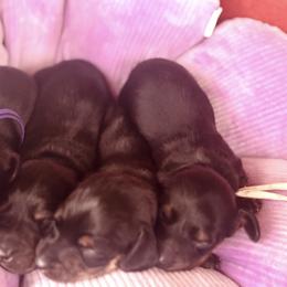 Dachshund puppies from Powers English Springer Spaniels