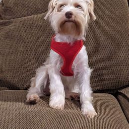 Abby - Yorkshire Terrier