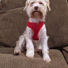 Abby - Yorkshire Terrier