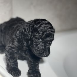 Poodle Puppies from Dirt Road Kennels