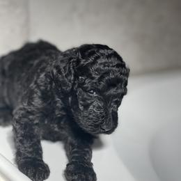 Poodle Puppies from Dirt Road Kennels
