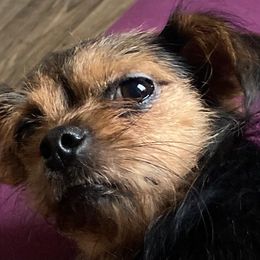 Lola - Yorkipoo