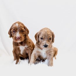 Cockapoo and Goldendoodle Puppies from Vino and Vespa Doodles