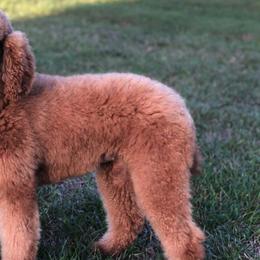 Poodles from Goldens Galore