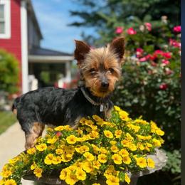 Madonna - Black and gold female Yorkshire Terrier puppy in Taylorsville, North Carolina from SilverLining highlands and hounds